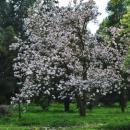 Kwitnąca magnolia w parku w Charzewicach